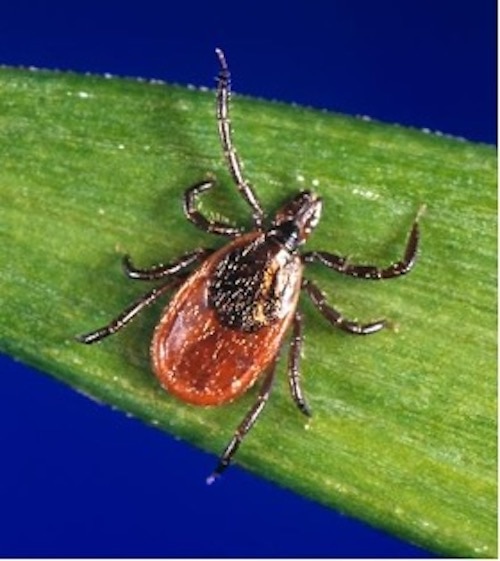 Deer Tick